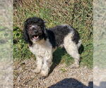 Small Poodle (Miniature)