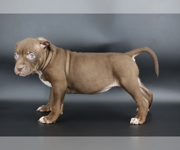 Medium Photo #2 American Bully Puppy For Sale in CHAMPAIGN, IL, USA