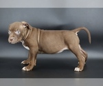 Small #1 American Bully