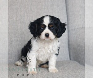 Cavalier King Charles Spaniel Puppy for sale in NARVON, PA, USA
