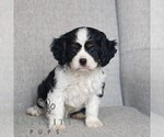 Small Cavalier King Charles Spaniel