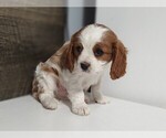 Small Photo #3 Cavalier King Charles Spaniel Puppy For Sale in CLARK, MO, USA