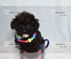 Poodle (Toy) Puppy for sale in SANGER, TX, USA