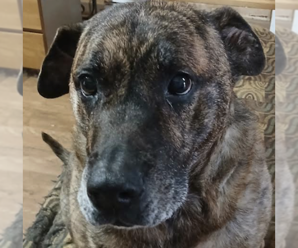 Medium Photo #1 American Staffordshire Terrier-Plott Hound Mix Puppy For Sale in Decatur, GA, USA