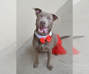 Mutt Dogs for adoption in McKinney, TX, USA