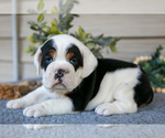 Small #2 Beabull