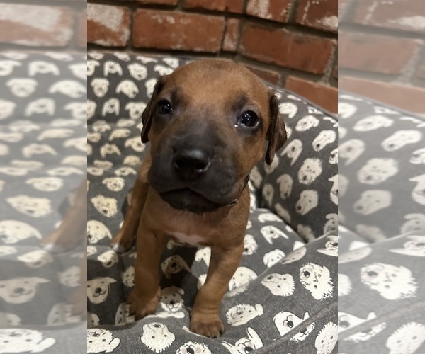 Medium Photo #15 Rhodesian Ridgeback Puppy For Sale in RIVERSIDE, CA, USA
