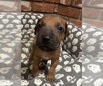Small #14 Rhodesian Ridgeback