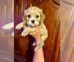 Image preview for Ad Listing. Nickname: Teddy