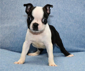 Boston Terrier Puppy for sale in HOMINY, OK, USA