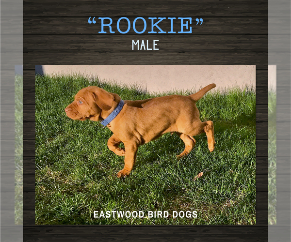 Medium Photo #1 Vizsla Puppy For Sale in HYRUM, UT, USA