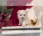 Small Photo #28 Maltese Puppy For Sale in GOSHEN, IN, USA