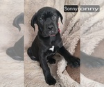 Image preview for Ad Listing. Nickname: Sonny
