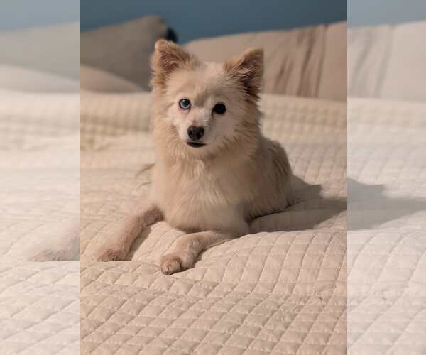 Medium Photo #1 Chiranian Puppy For Sale in Holly Springs, NC, USA