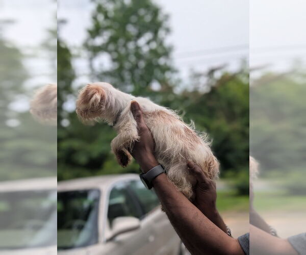 Medium Photo #8 Biewer Yorkie Puppy For Sale in WADESBORO, NC, USA