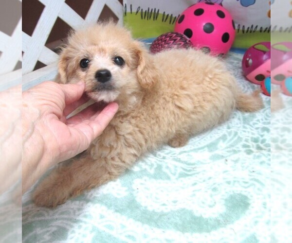 Medium Photo #4 Maltipoo Puppy For Sale in RATTAN, OK, USA