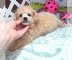 Small #3 Maltipoo