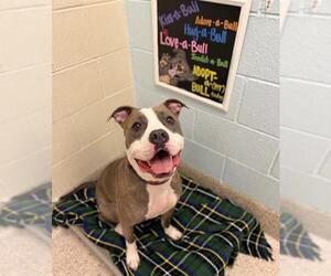 Mutt Dogs for adoption in Brighton, CO, USA