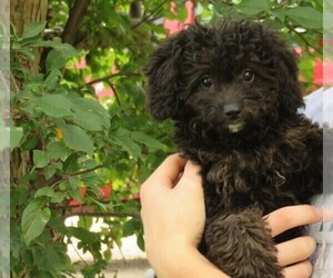Bernedoodle (Miniature) Puppy for sale in HANCOCK, MN, USA