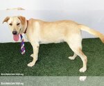 Small #1 Labrador Retriever Mix