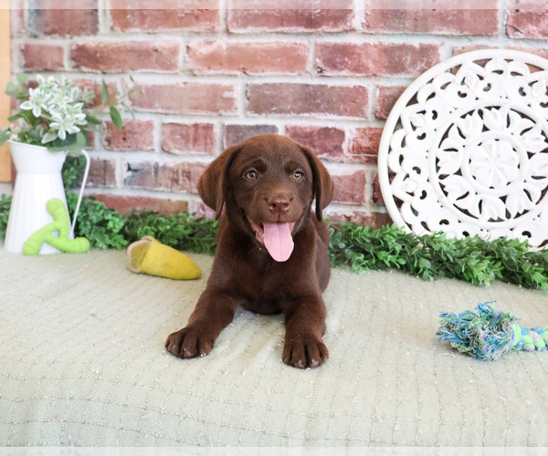 Medium Photo #3 Labrador Retriever Puppy For Sale in SYRACUSE, IN, USA