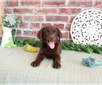 Small #2 Labrador Retriever