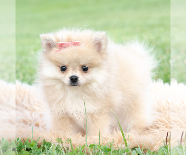 Medium Photo #5 Pomeranian Puppy For Sale in WARSAW, IN, USA