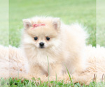 Small Photo #5 Pomeranian Puppy For Sale in WARSAW, IN, USA