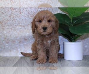 Cavapoo Puppy for sale in MARIETTA, GA, USA