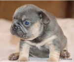 Puppy Rose French Bulldog
