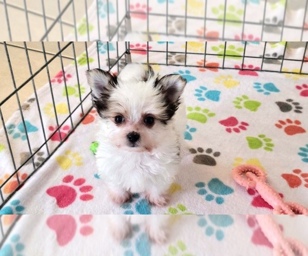 Medium Photo #3 Papitese Puppy For Sale in ORO VALLEY, AZ, USA