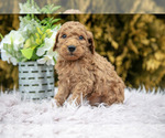 Small Photo #9 Poodle (Standard) Puppy For Sale in NAPPANEE, IN, USA