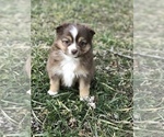 Small Photo #2 Miniature Australian Shepherd Puppy For Sale in BOWLING GREEN, KY, USA