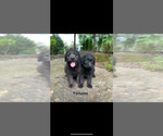 Small Photo #4 Labradoodle Puppy For Sale in LANETT, AL, USA