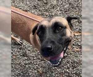 Anatolian Shepherd-Unknown Mix Dogs for adoption in Palmetto, FL, USA