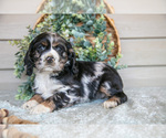 Puppy Petunia Cocker Spaniel