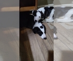 Puppy Puppy 5 Border Collie