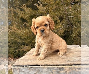 Cocker Spaniel Puppy for sale in MIDDLEBURY, IN, USA