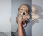 Small Photo #4 Golden Retriever Puppy For Sale in MODESTO, CA, USA
