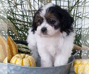 Zuchon Puppy for sale in ARTHUR, IL, USA