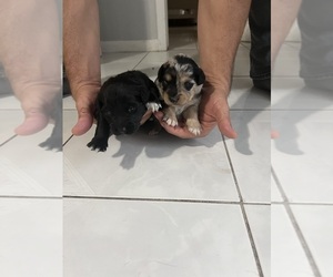 Australian Retriever Puppy for sale in TAMPA, FL, USA