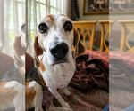 Small #1 Beagle