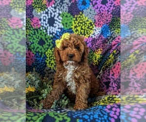 Cavapoo Puppy for sale in NEW HOLLAND, PA, USA