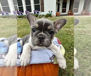 French Bulldog Puppy for sale in TYLER, TX, USA