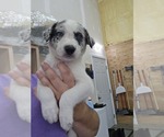 Small #2 Border Collie