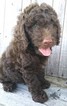 Small Photo #1 Labradoodle Puppy For Sale in ONALASKA, TX, USA