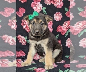 German Shepherd Dog Puppy for sale in GLEN ROCK, PA, USA