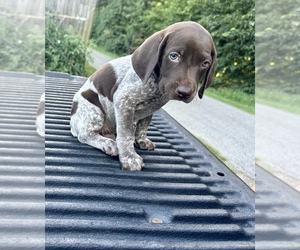 German Shorthaired Pointer Puppy for sale in CHILLICOTHE, OH, USA