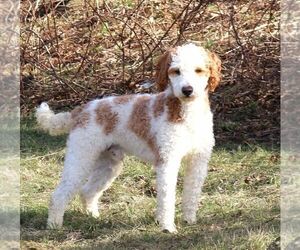 Father of the Goldendoodle (Miniature) puppies born on 06/25/2025