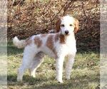 Small Photo #1 Goldendoodle (Miniature) Puppy For Sale in LEOLA, PA, USA